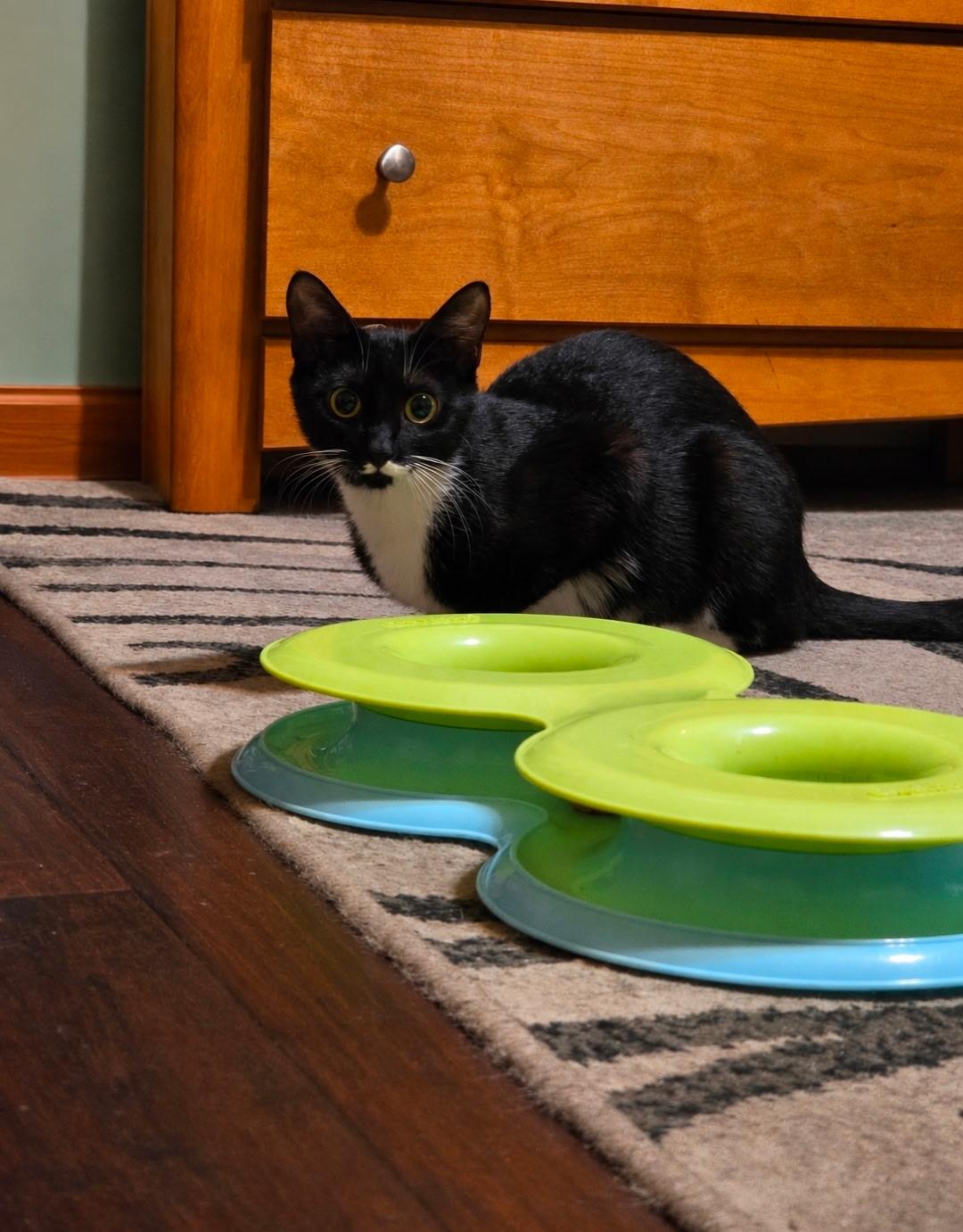 Bridget, a ADOPTABLE Domestic Short Hair in Jacksonville, FL image 3/3