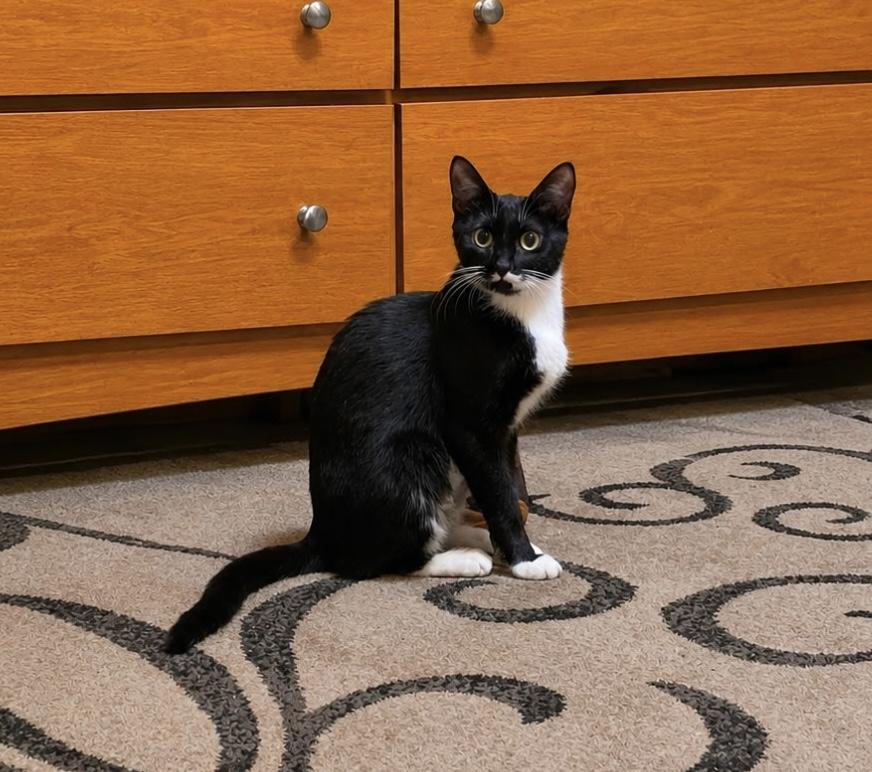 Bridget, a ADOPTABLE Domestic Short Hair in Jacksonville, FL image 1/3