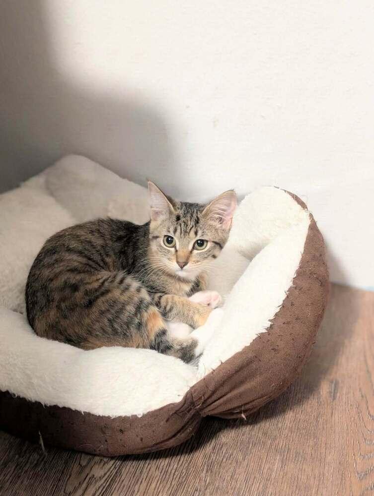 Enlarge Imani, a Adoptable mixed breed in Spokane , WA image 1/5