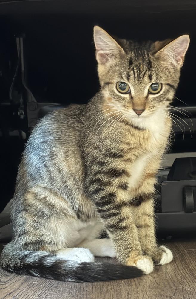 Enlarge Imani, a Adoptable mixed breed in Spokane , WA image 2/5