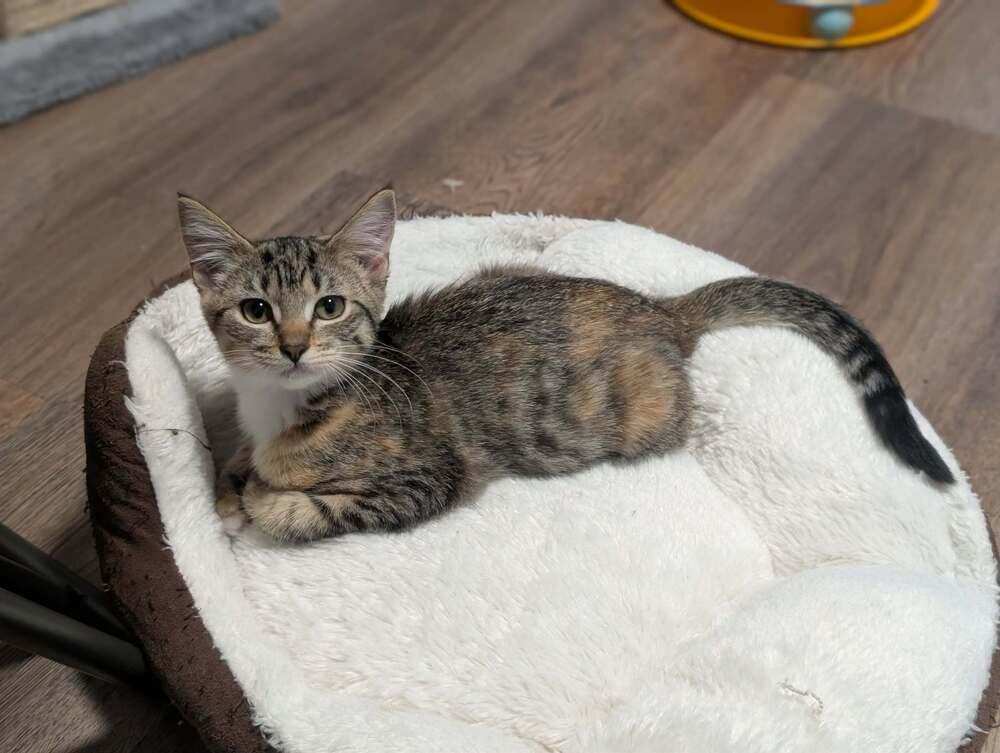 Enlarge Imani, a Adoptable mixed breed in Spokane , WA image 3/5