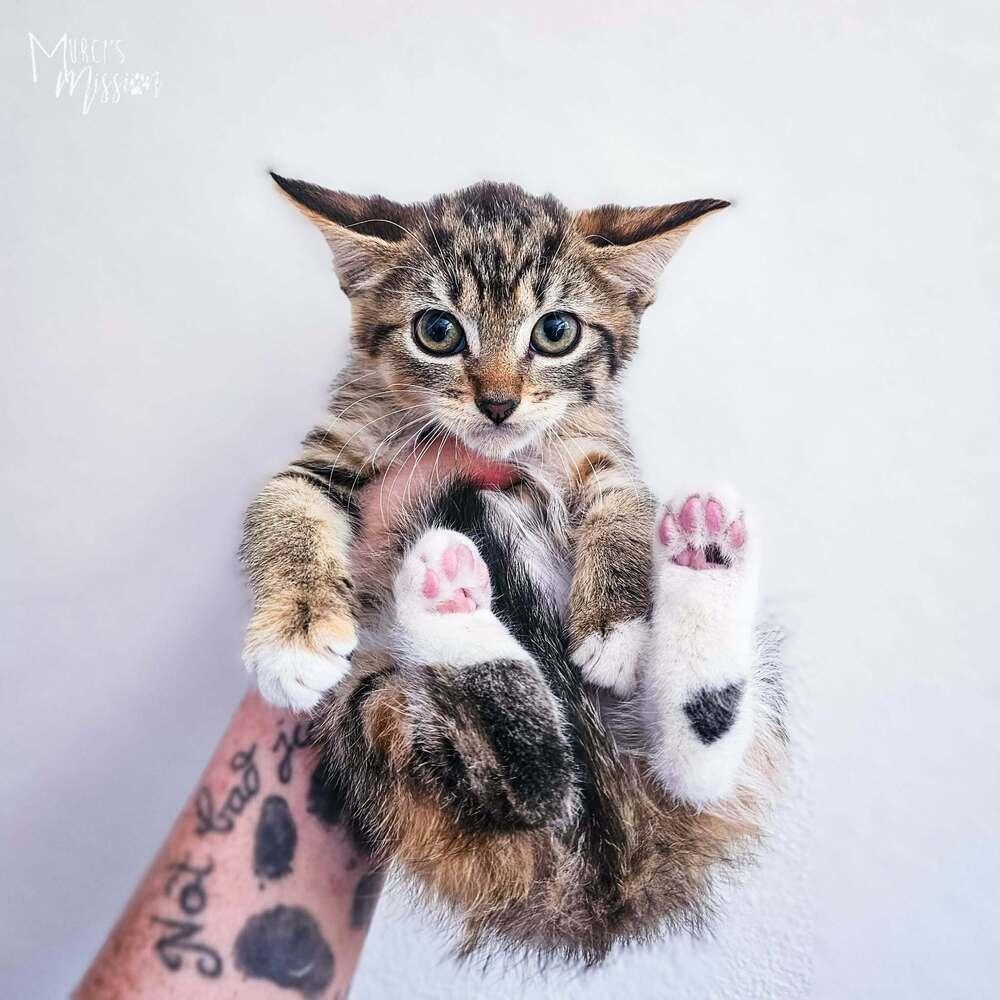 Enlarge Imani, a Adoptable mixed breed in Spokane , WA image 4/5