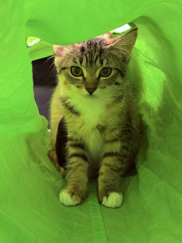 Enlarge Imani, a Adoptable mixed breed in Spokane , WA image 5/5