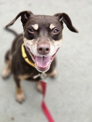 Enlarge Clyde, a ADOPTABLE mixed breed in Nashua, NH image 2/3