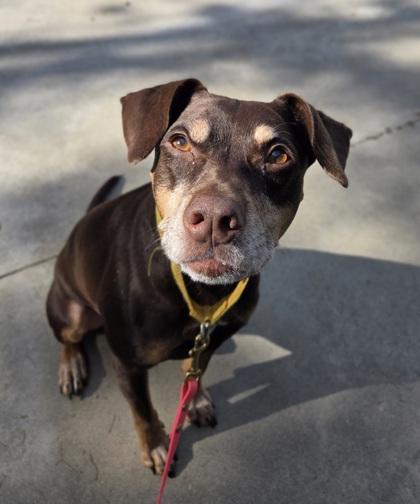 Clyde, ADOPTABLE, Senior Male Hound.