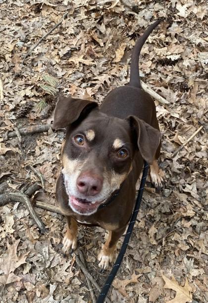 Enlarge Clyde, a ADOPTABLE mixed breed in Nashua, NH image 1/3