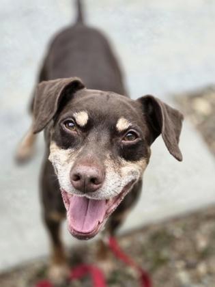 Enlarge Clyde, a ADOPTABLE mixed breed in Nashua, NH image 3/3