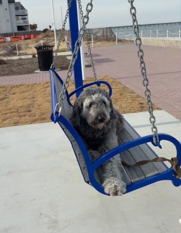 Enlarge Courtesy Post for Parker!, an adopted mixed breed in Suffolk, VA image 3/4