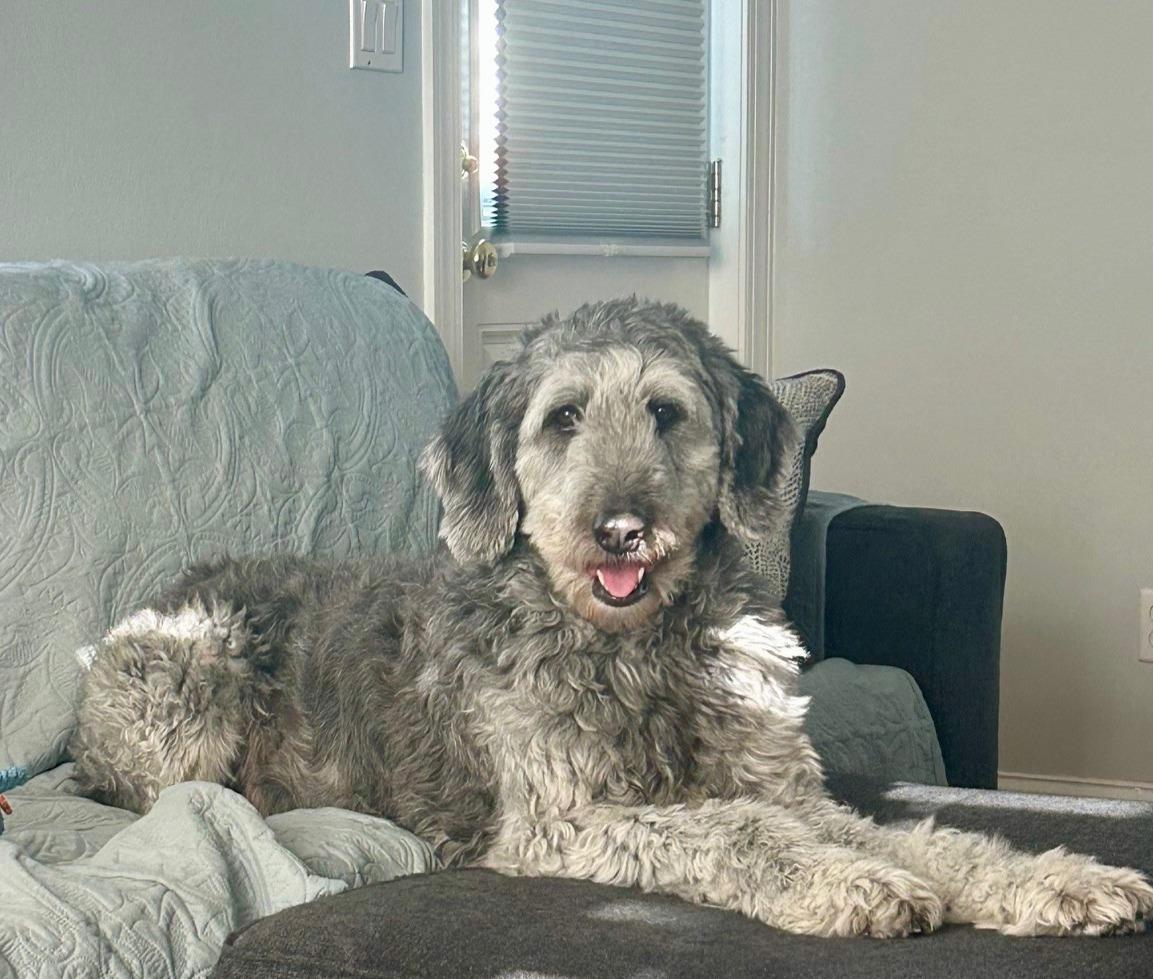 Enlarge Courtesy Post for Parker!, an adopted mixed breed in Suffolk, VA image 2/4