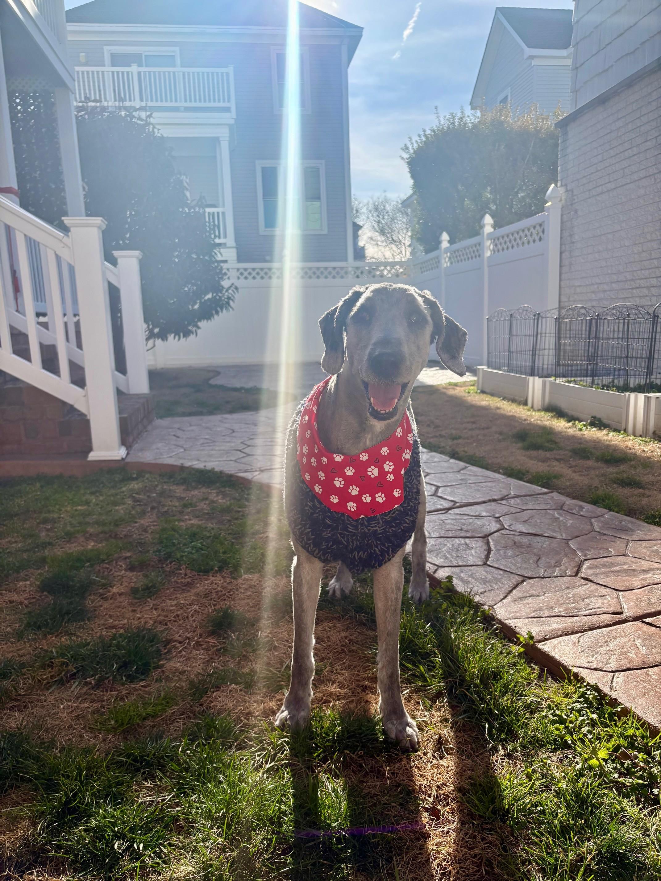 Enlarge Courtesy Post for Parker!, an adopted mixed breed in Suffolk, VA image 4/4