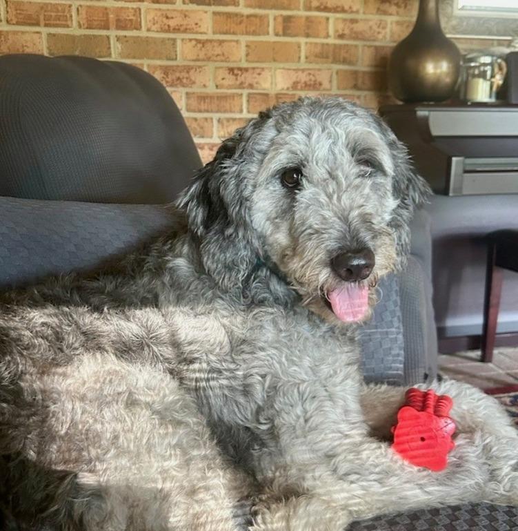 Enlarge Courtesy Post for Parker!, an adopted mixed breed in Suffolk, VA image 1/4