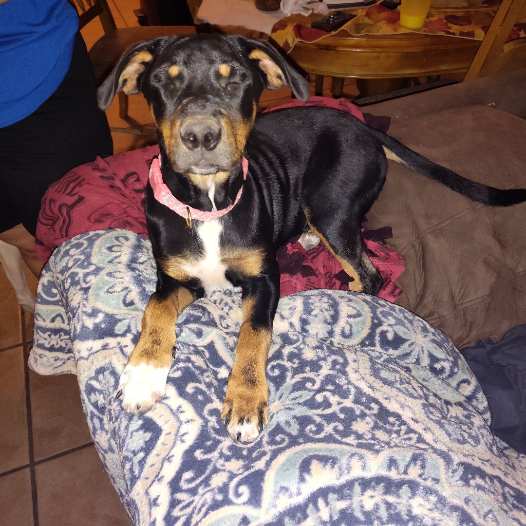 Snickers, Adopted, Puppy Female Rottweiler & Australian Shepherd.