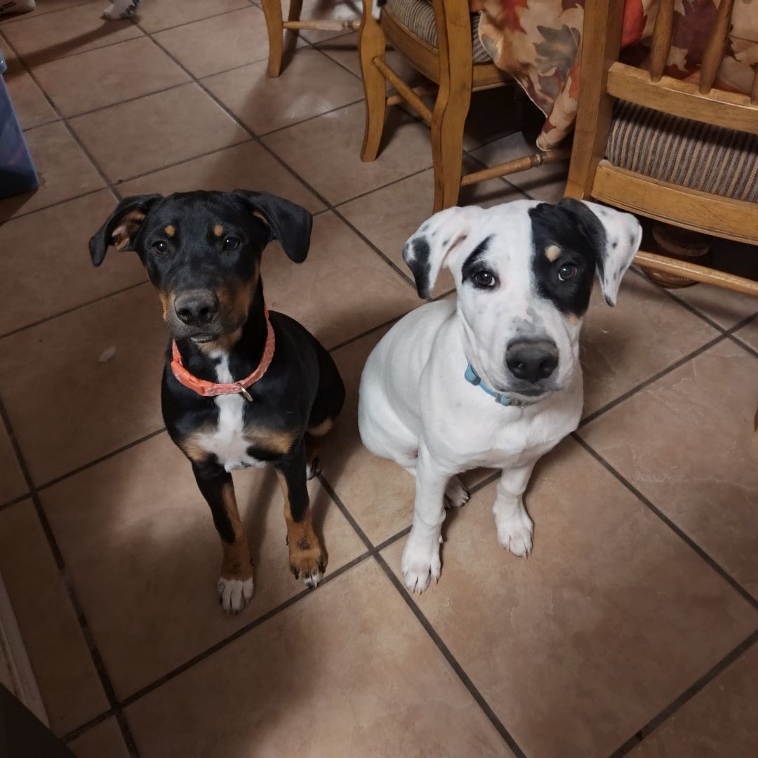 Snickers, a Adopted mixed breed in Yuma, AZ image 2/3