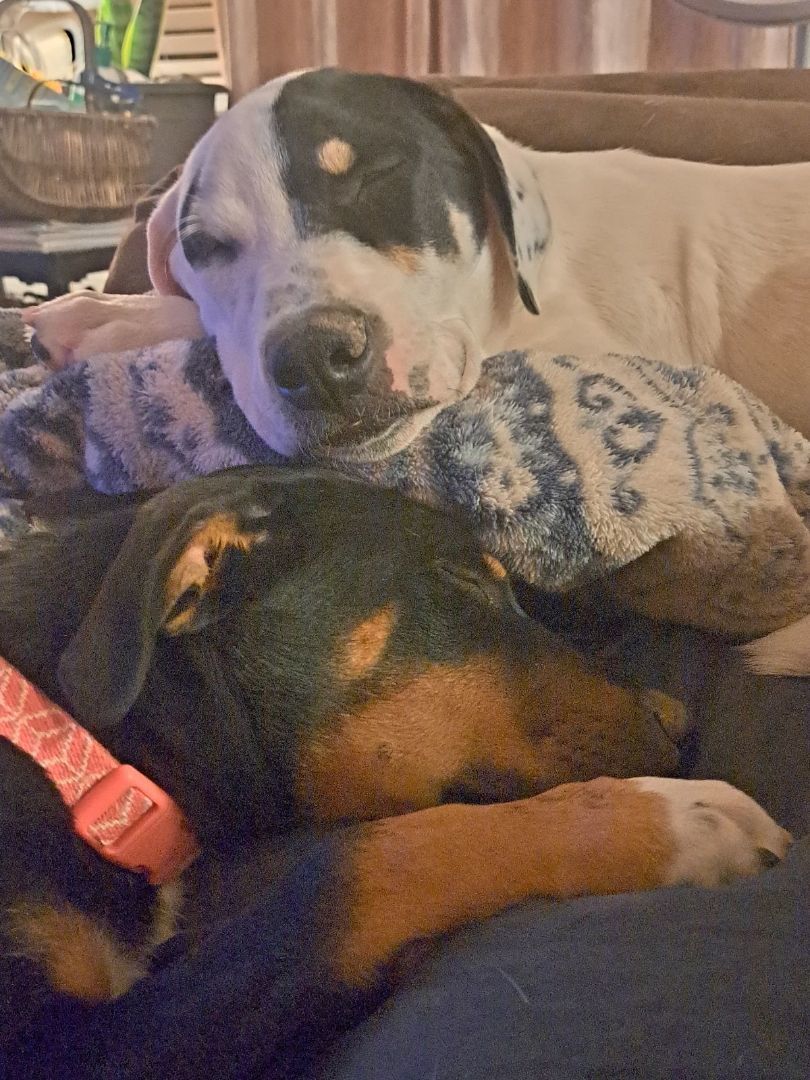 Snickers, a Adopted mixed breed in Yuma, AZ image 3/3