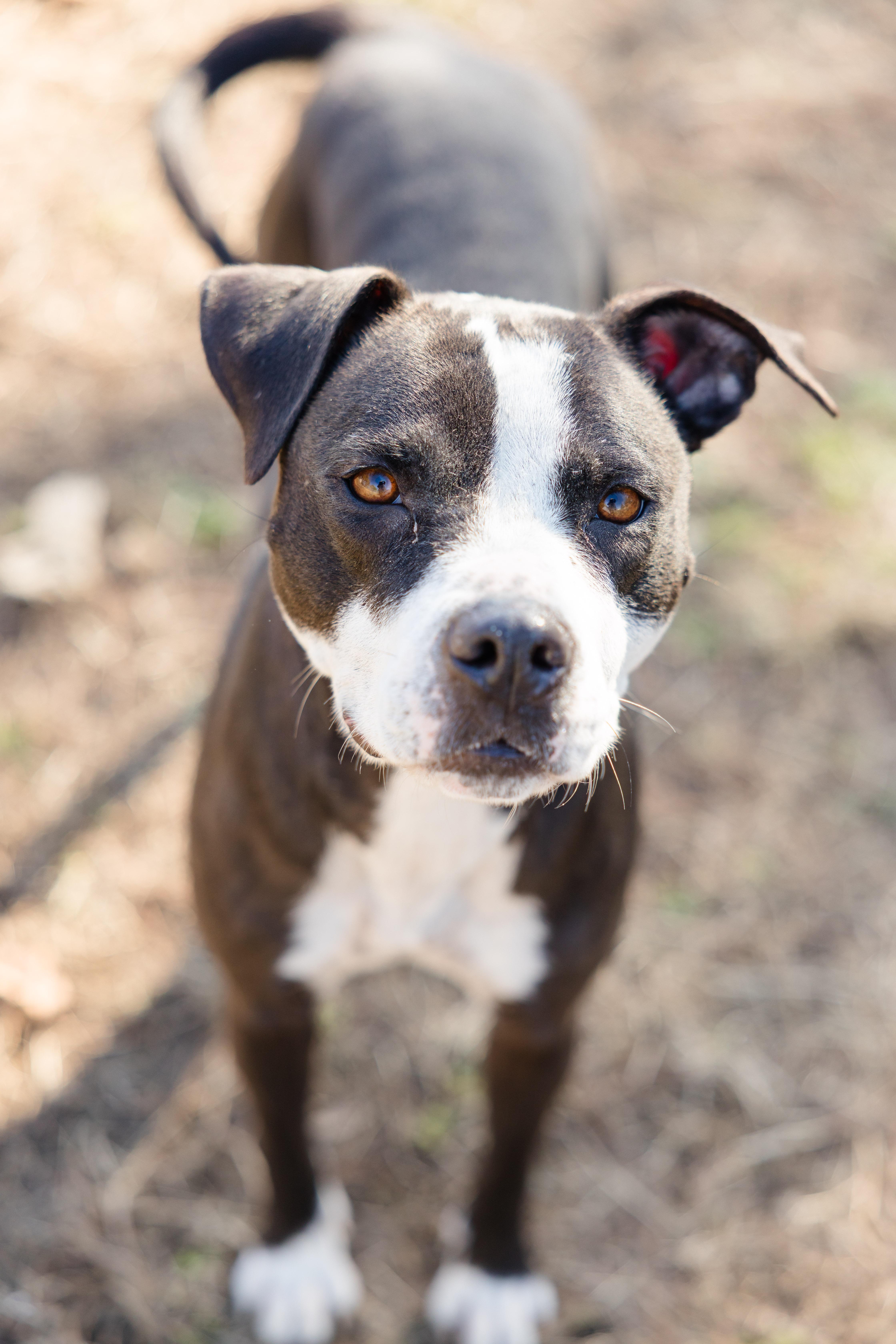 Enlarge Theresa, a ADOPTABLE mixed breed in Newburgh, IN image 2/4