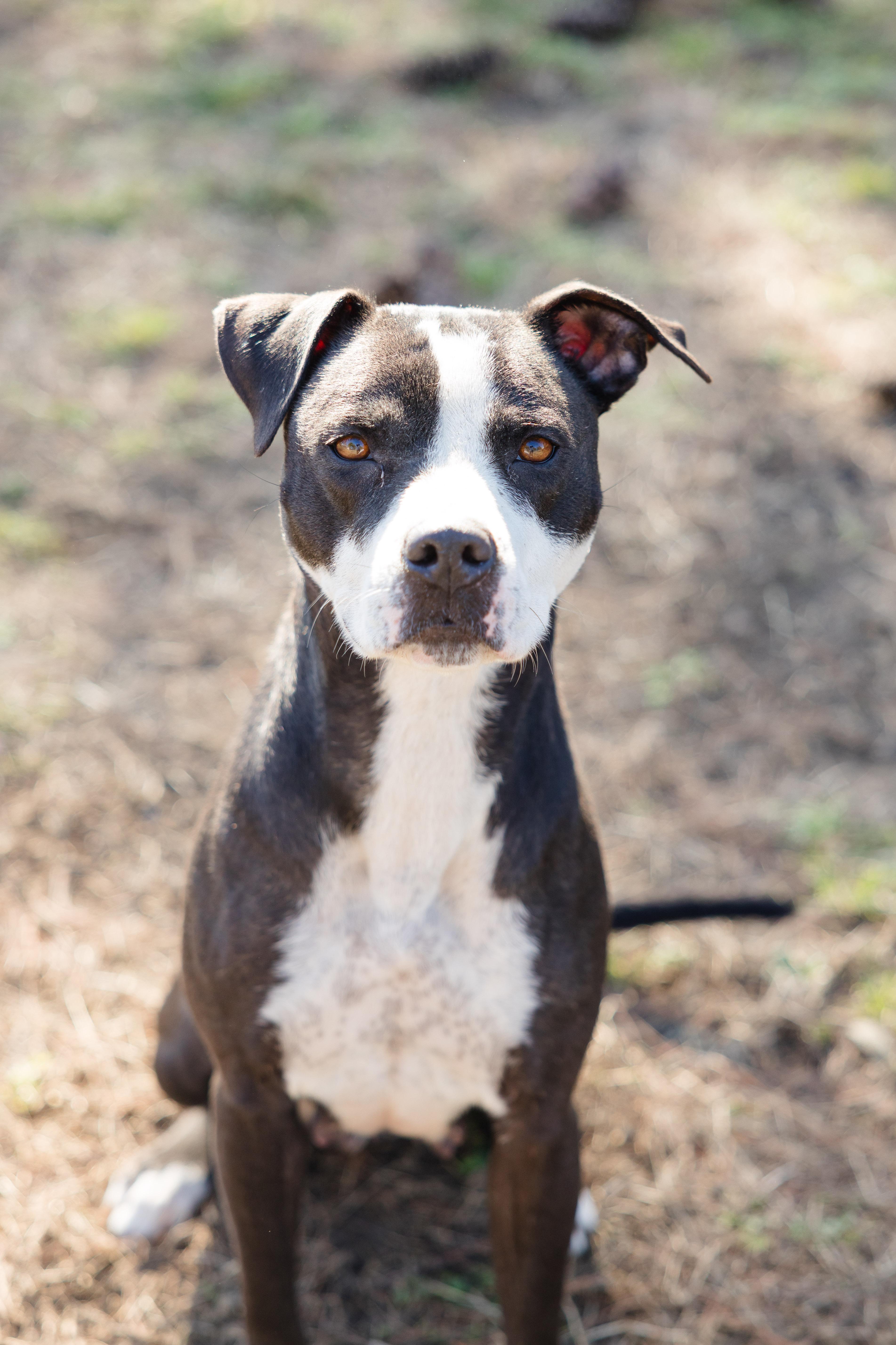 Theresa, ADOPTABLE, Adult Female Pit Bull Terrier.