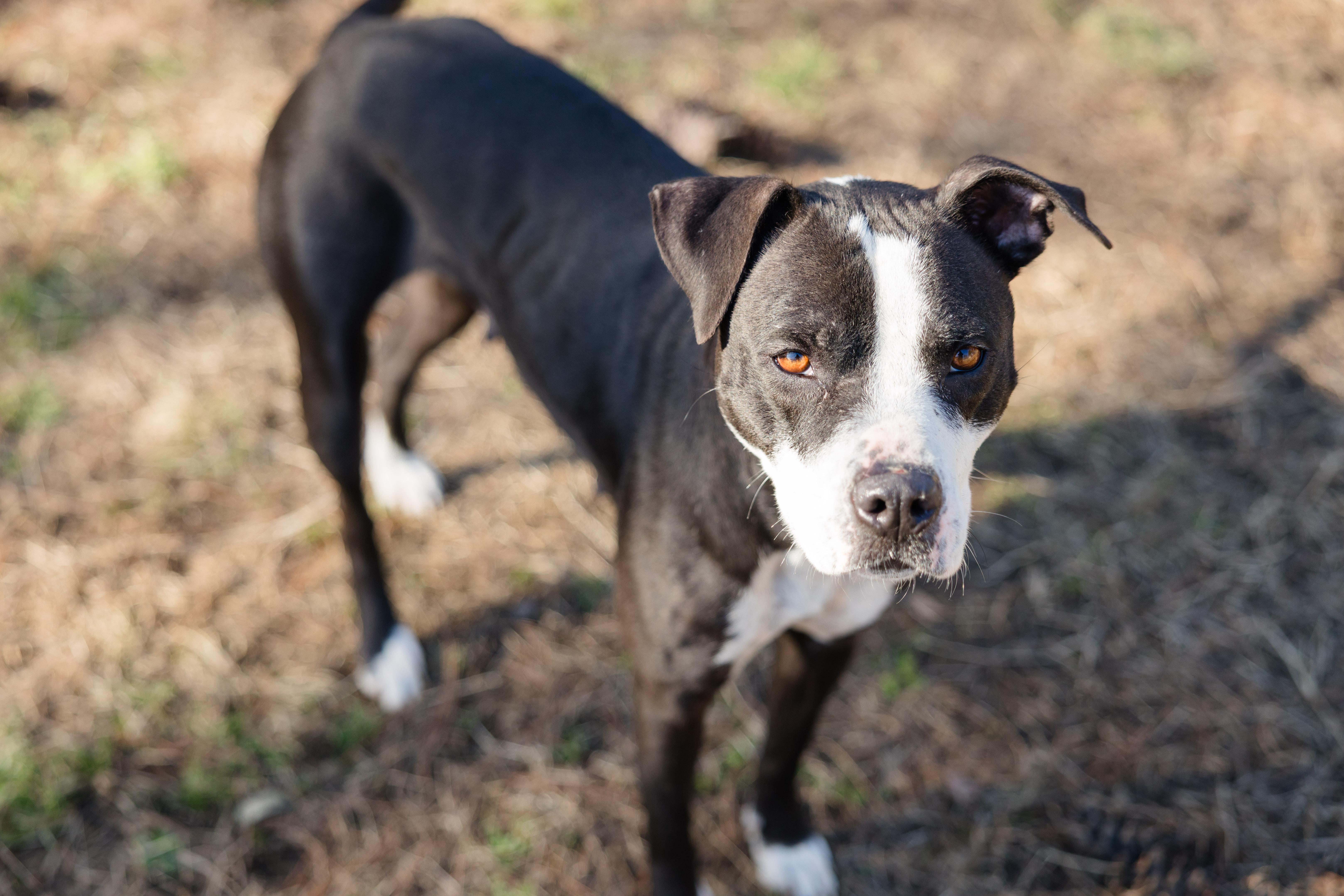 Enlarge Theresa, a ADOPTABLE mixed breed in Newburgh, IN image 4/4