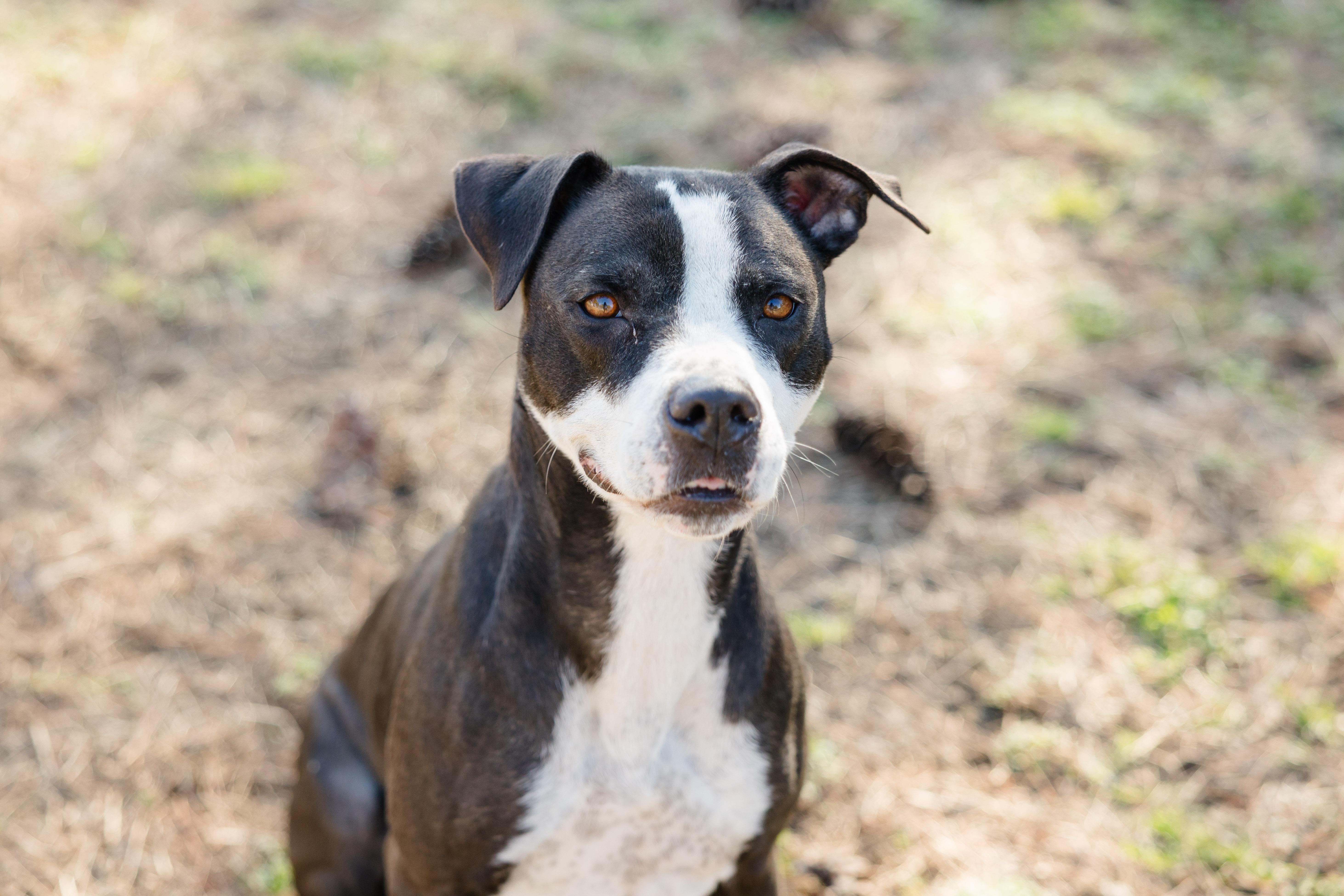 Enlarge Theresa, a ADOPTABLE mixed breed in Newburgh, IN image 3/4