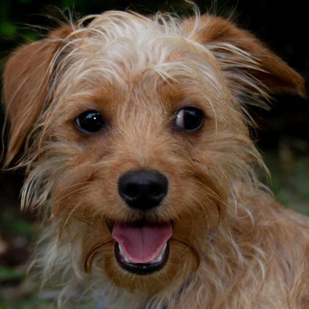 Enlarge Tune, a Adoptable mixed breed in Richmond, TX image 1/4