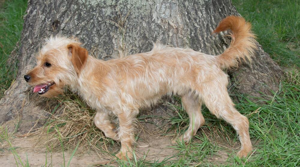 Enlarge Tune, a Adoptable mixed breed in Richmond, TX image 3/4