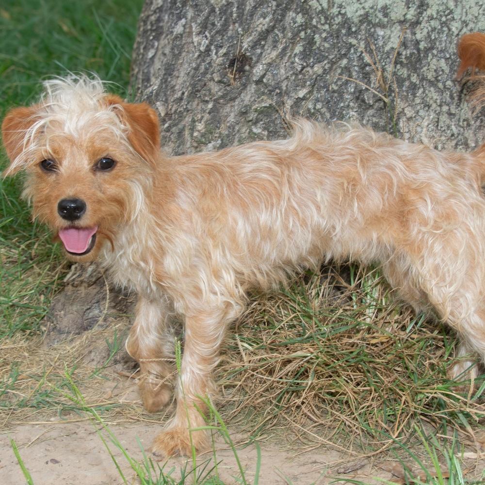 Enlarge Tune, a Adoptable mixed breed in Richmond, TX image 4/4