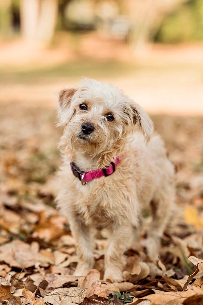 Rosie, an adopted mixed breed in Spring, TX image 2/5