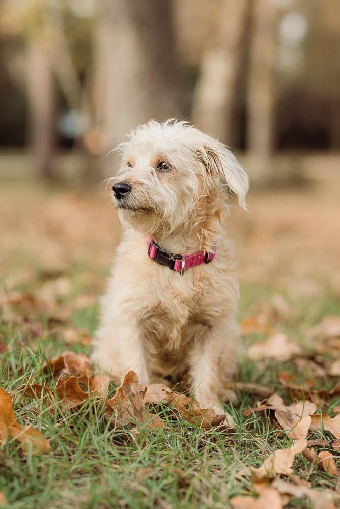 Rosie, an adopted mixed breed in Spring, TX image 3/5
