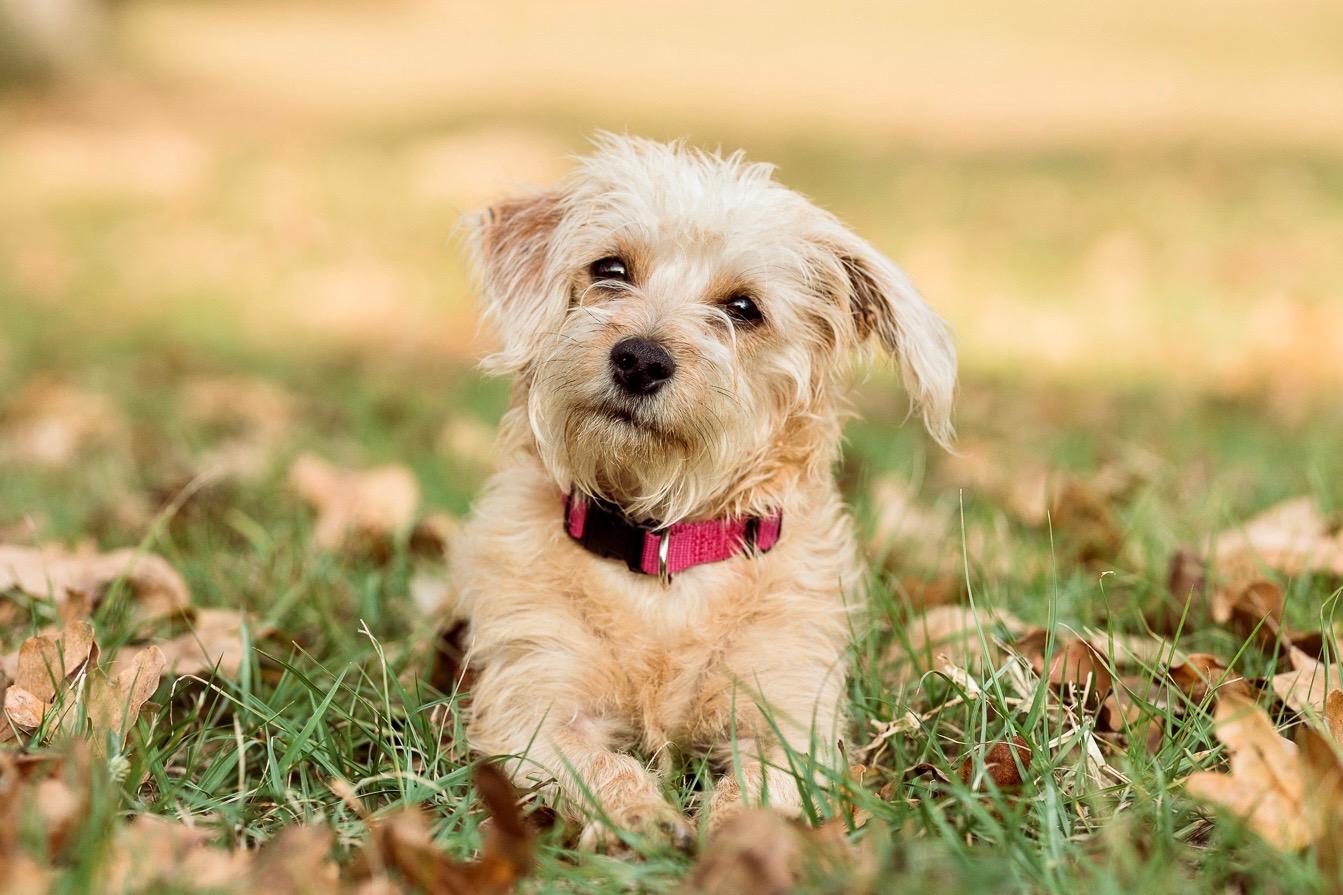 Rosie, an adopted mixed breed in Spring, TX image 1/5