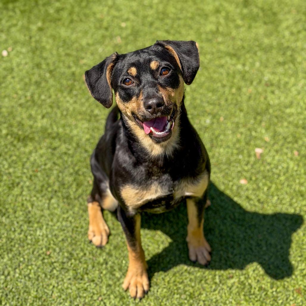 Rex, Adoptable, Young Male Mixed Breed.