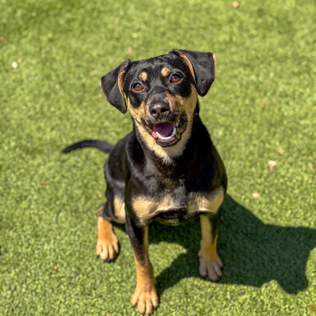 Enlarge Rex, a Adoptable Mixed Breed in Gainesville, GA image 2/6