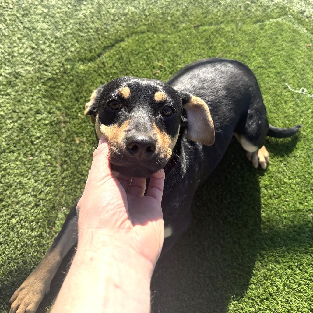 Enlarge Rex, a Adoptable Mixed Breed in Gainesville, GA image 3/6