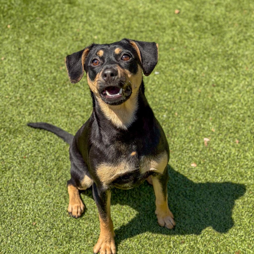 Enlarge Rex, a Adoptable Mixed Breed in Gainesville, GA image 4/6