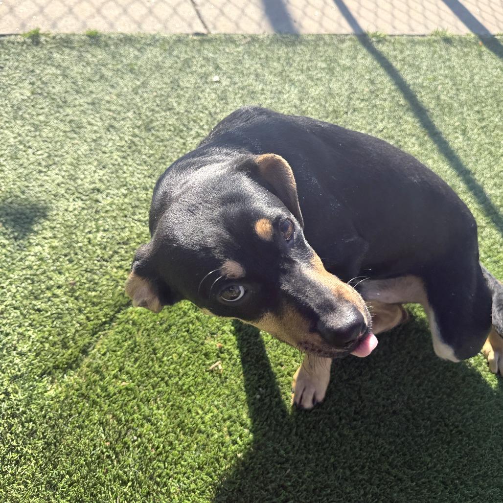 Enlarge Rex, a Adoptable Mixed Breed in Gainesville, GA image 5/6