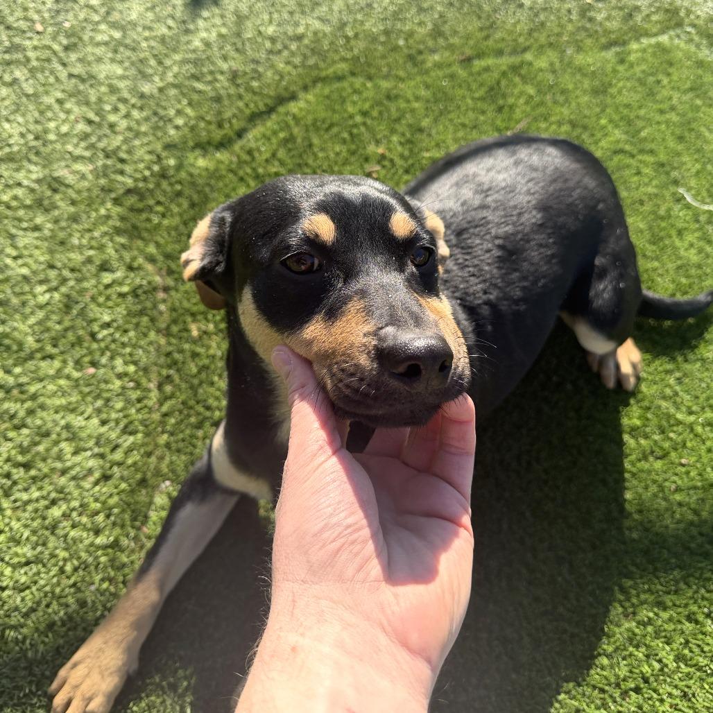 Enlarge Rex, a Adoptable Mixed Breed in Gainesville, GA image 6/6