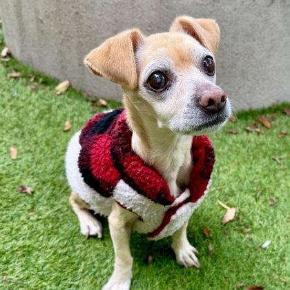 Enlarge Max, a Adoptable Chihuahua in Oakland, CA image 1/3