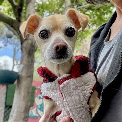 Enlarge Max, a Adoptable Chihuahua in Oakland, CA image 3/3
