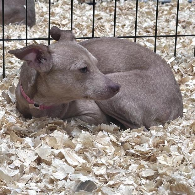 Enlarge Madison, a ADOPTABLE mixed breed in Kansas City, KS image 1/1