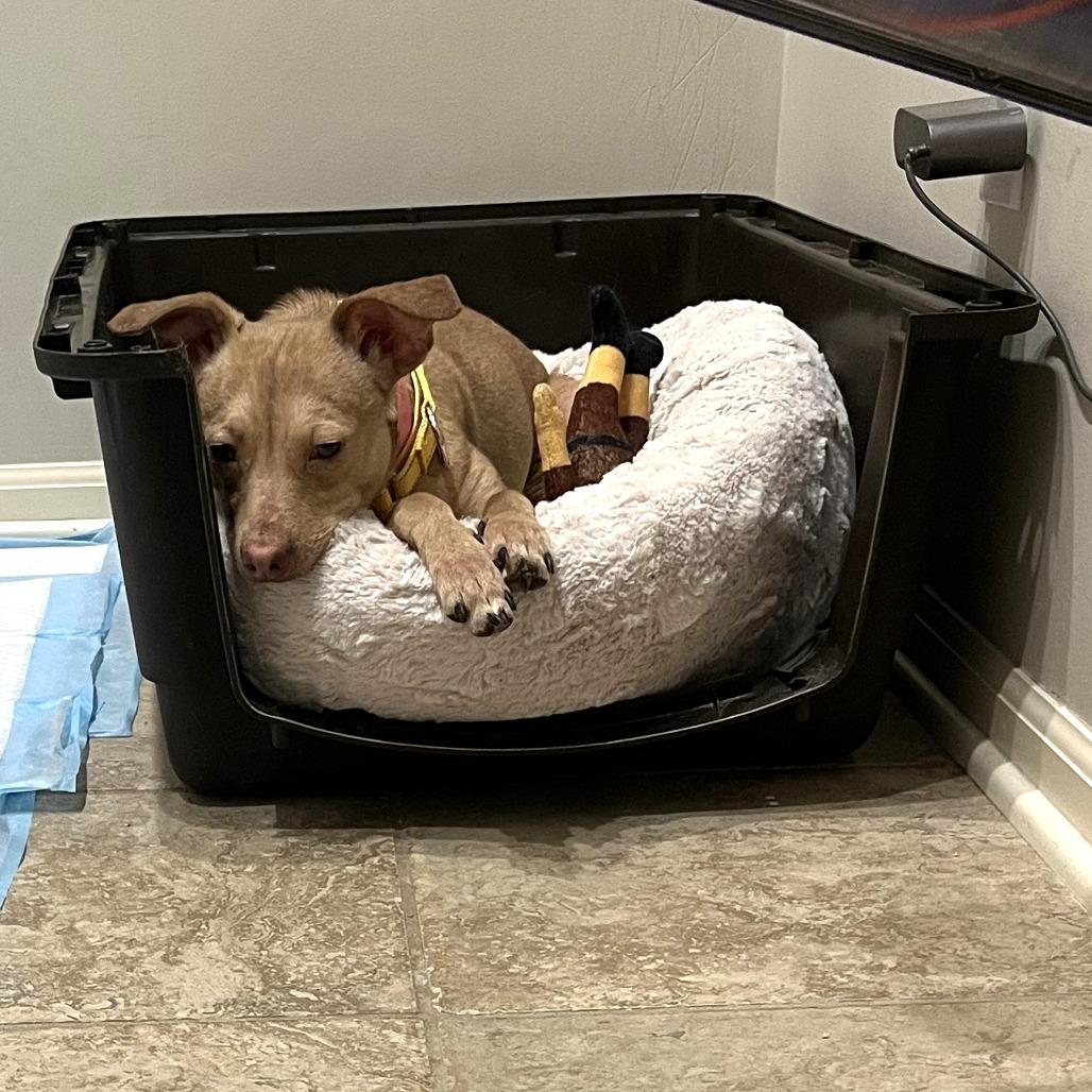 Enlarge Madison, a ADOPTABLE mixed breed in Kansas City, KS image 3/4