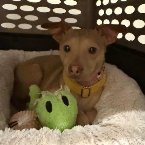 Enlarge Madison, a ADOPTABLE mixed breed in Kansas City, KS image 2/4