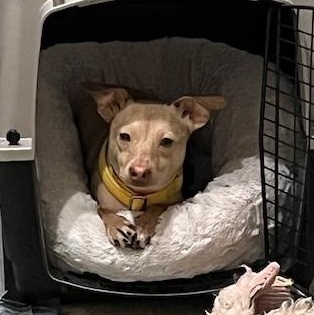 Enlarge Madison, a ADOPTABLE mixed breed in Kansas City, KS image 1/4