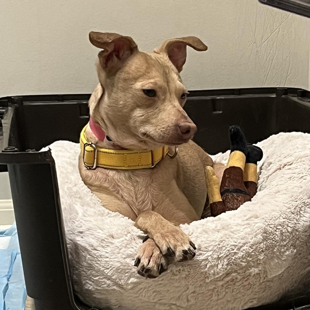 Enlarge Madison, a ADOPTABLE mixed breed in Kansas City, KS image 4/4