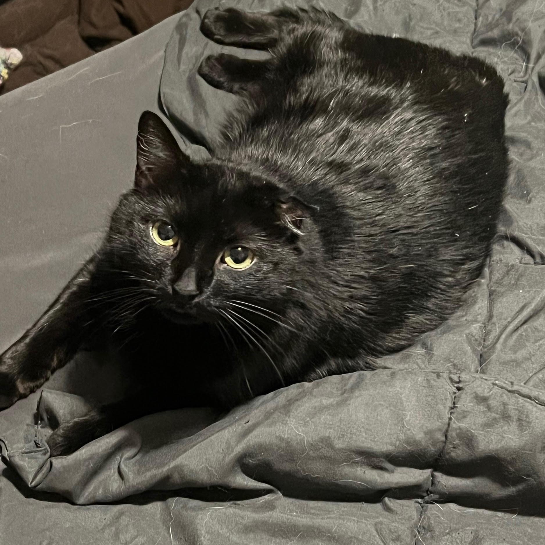 Enlarge Stella, a Adopted mixed breed in Monticello, MN image 1/1