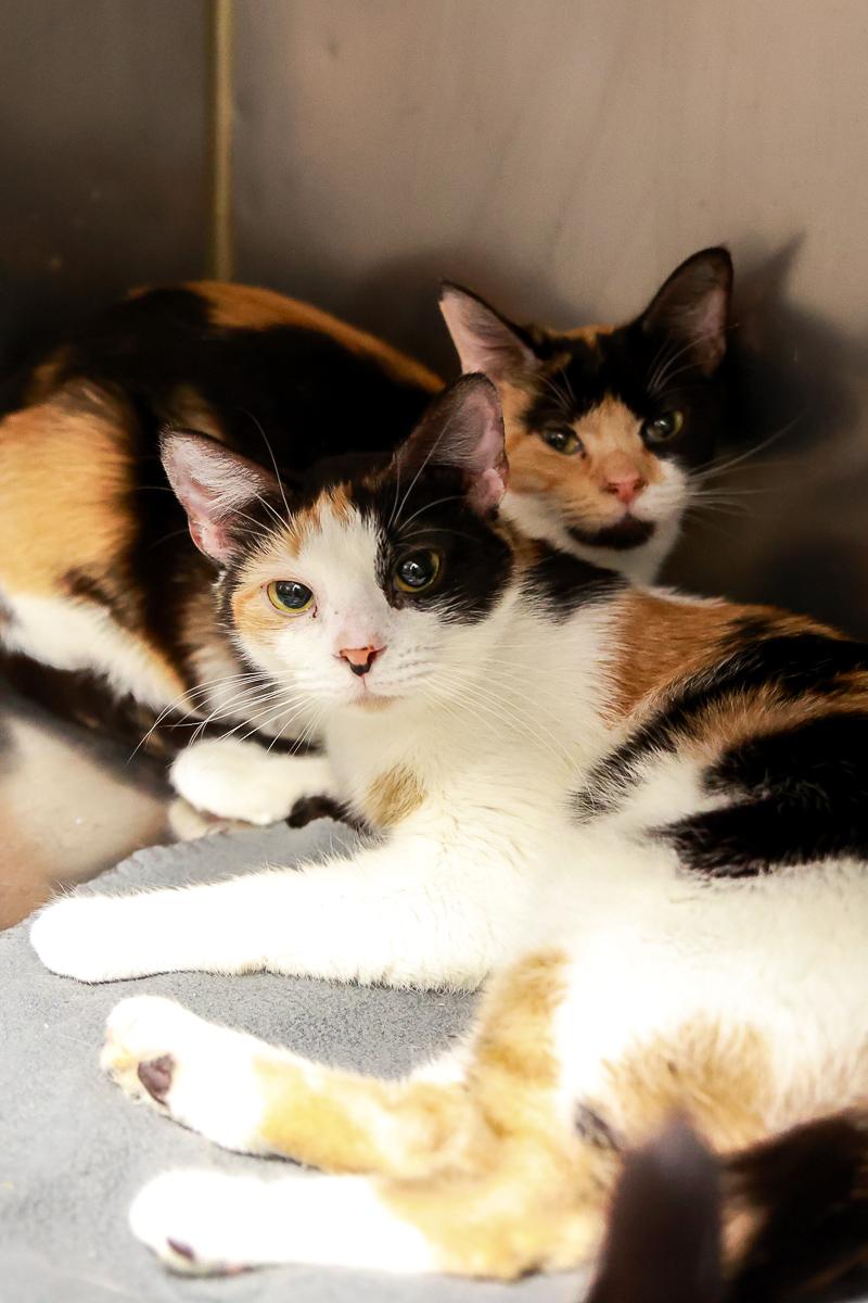 Enlarge Rory, a Adoptable Domestic Short Hair in Loogootee, IN image 3/5