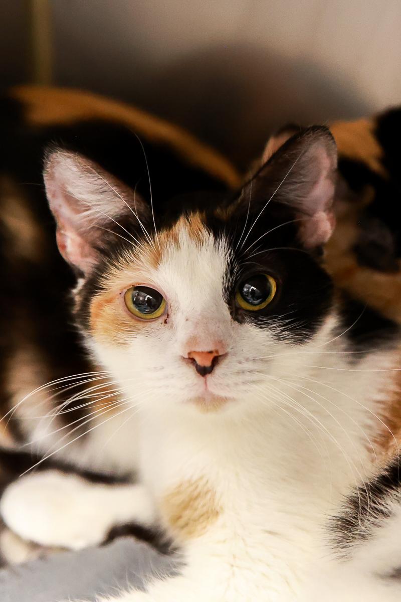 Enlarge Rory, a Adoptable Domestic Short Hair in Loogootee, IN image 4/5