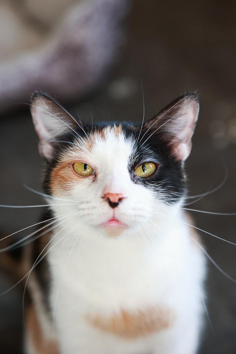 Enlarge Rory, a Adoptable Domestic Short Hair in Loogootee, IN image 5/5