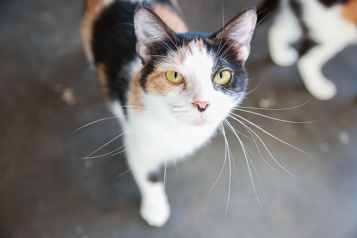 Rory, Adoptable, Adult Female Domestic Short Hair.