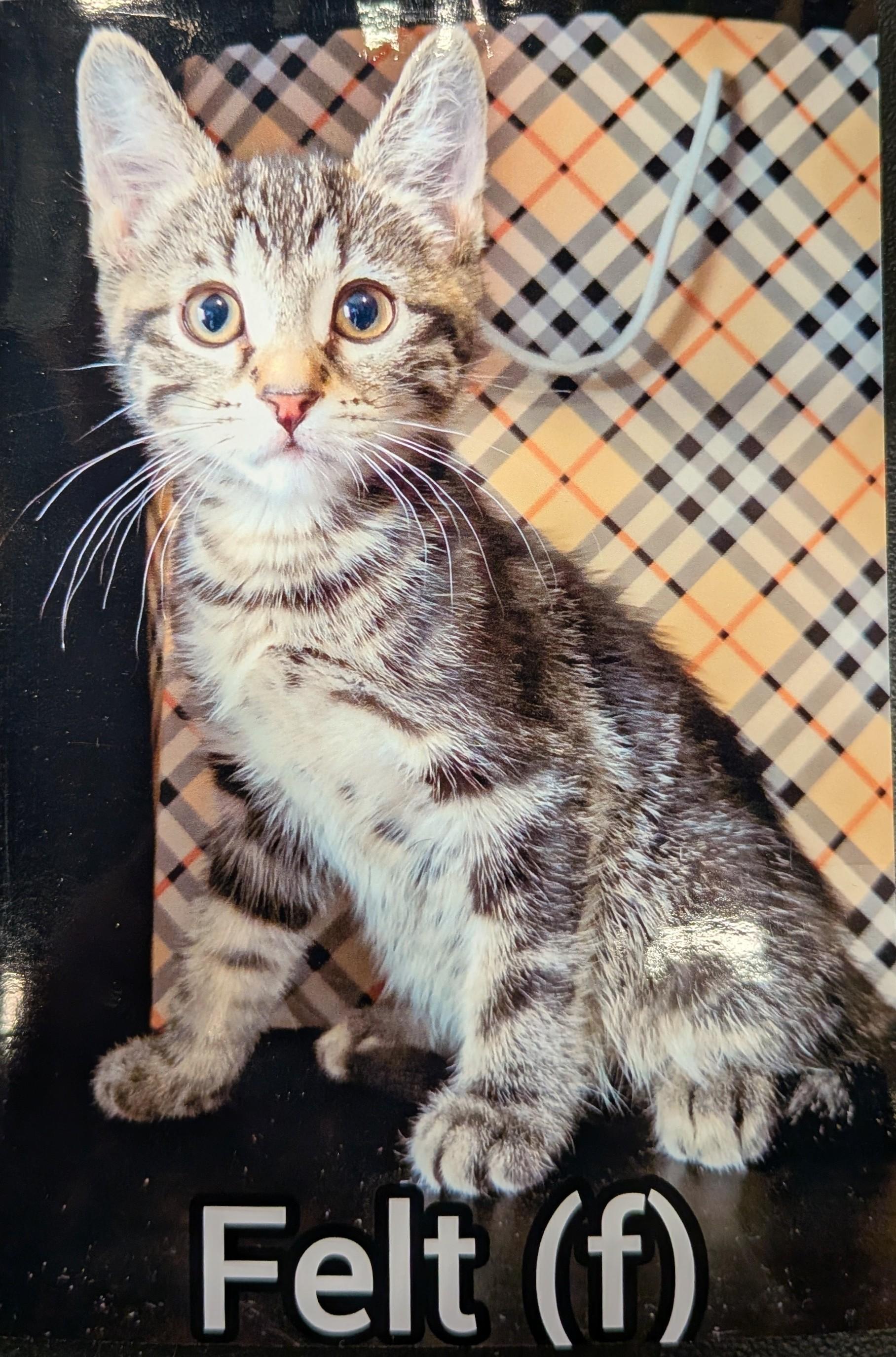 Felt -Preadoption ONLY, Adoptable, Kitten Female Domestic Short Hair.