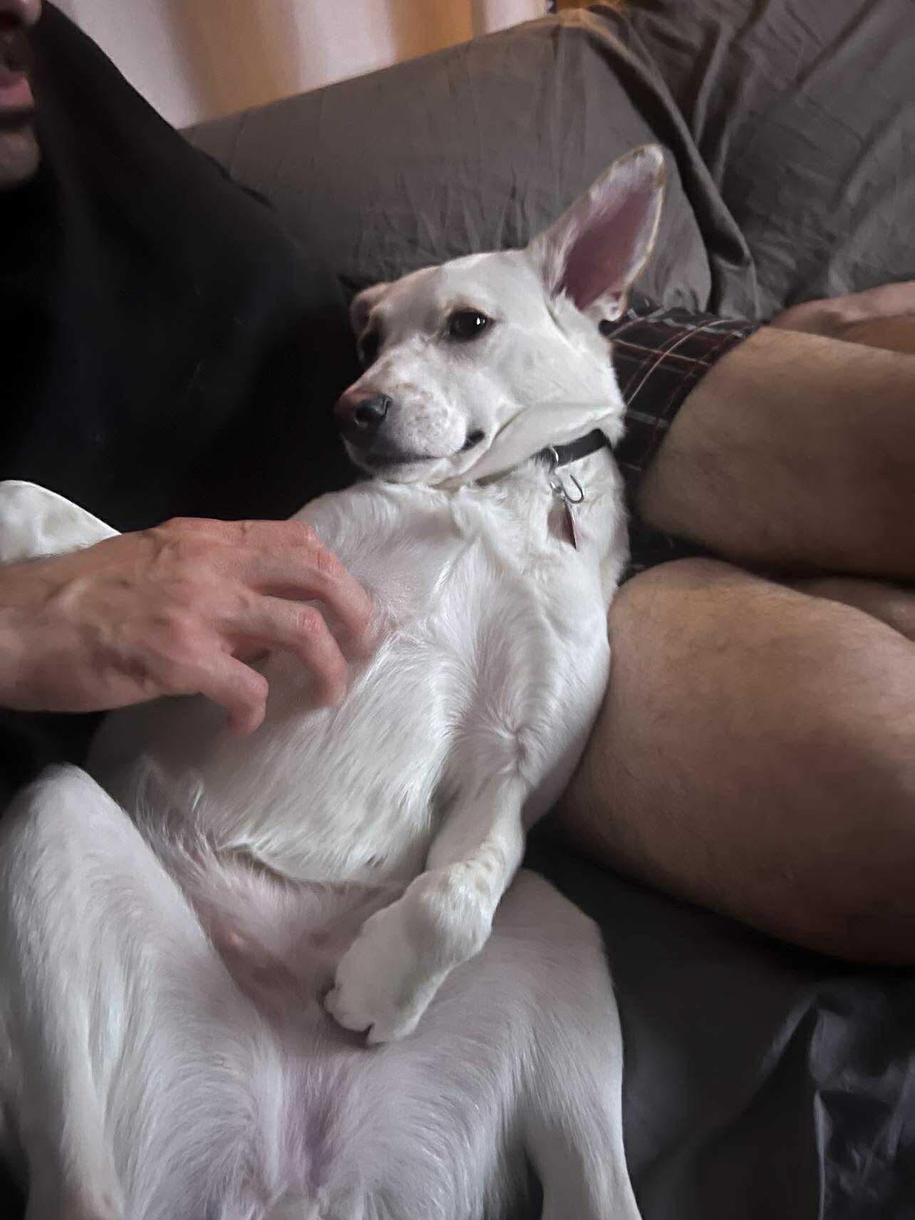 Camila, a Adoptable Mixed Breed in Rochester , NY image 5/6