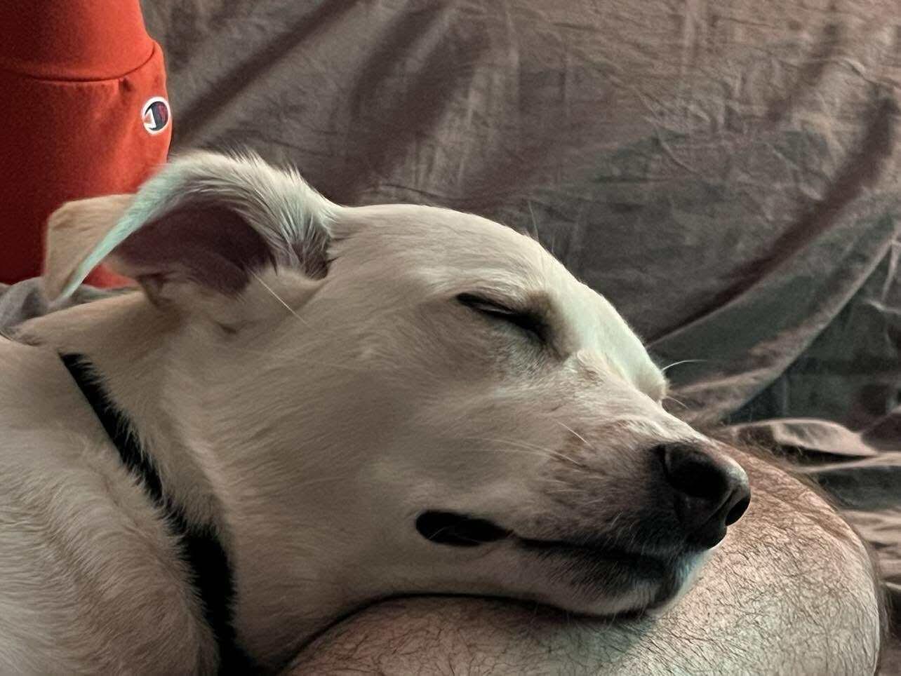 Camila, a Adoptable Mixed Breed in Rochester , NY image 3/6