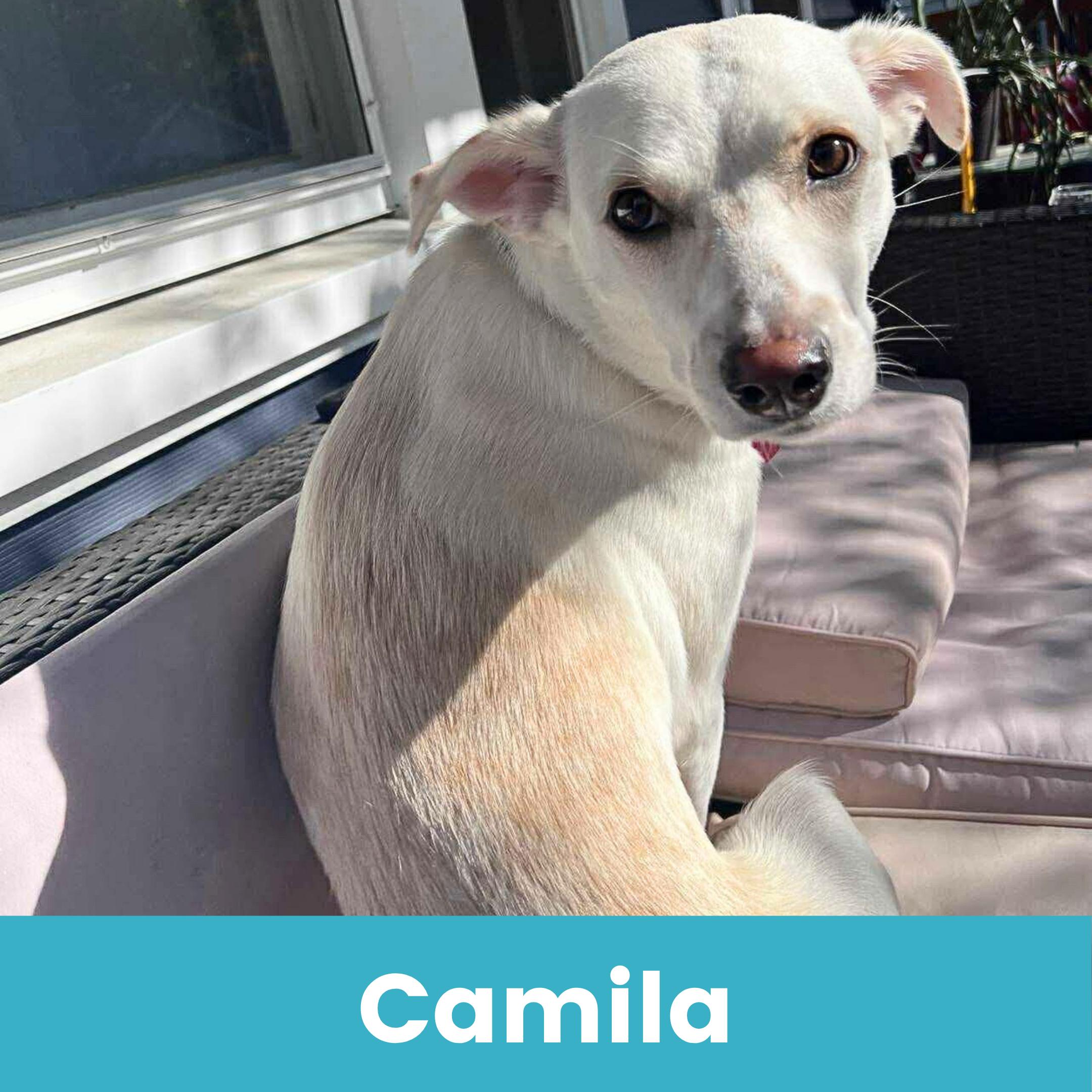 Camila, Adoptable, Young Female Mixed Breed.